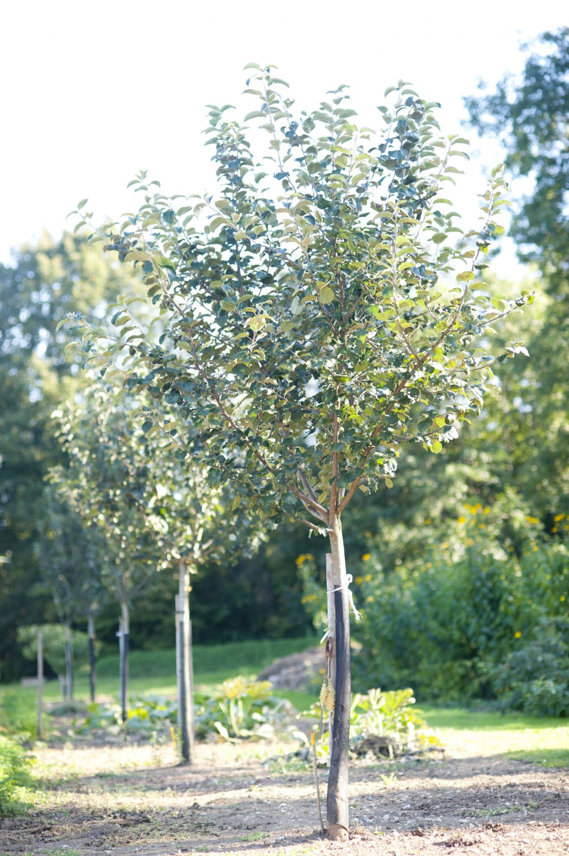 Verger de sauvegarde à Fontaines